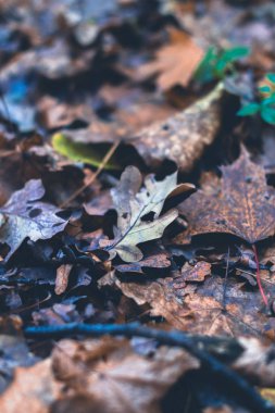 Arka plan bulanık sonbahar ormandaki kuru yapraklar.