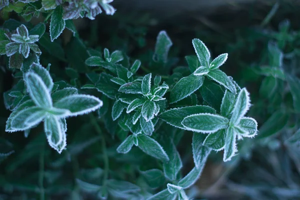 Bir ayaz sabahı, yukarıdan alınan bir Frost bir nane.
