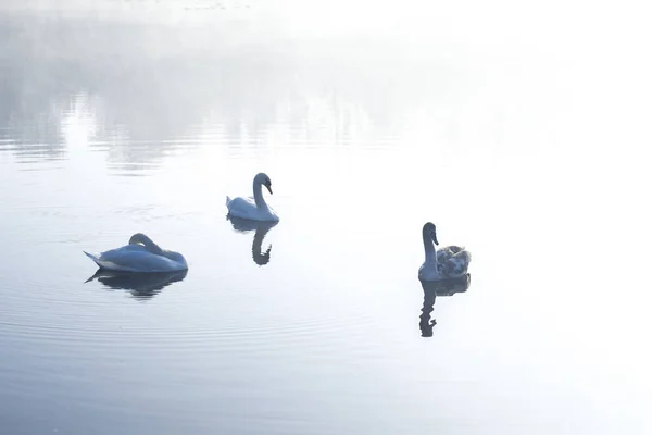 Cisnes na lagoa em uma manhã gelada de inverno . — Fotografia de Stock