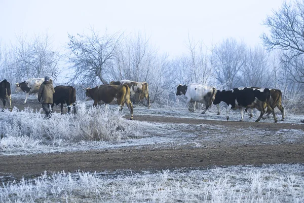 Winter landscape in the village. Cows go on a frosty morning road. — Stock Photo, Image