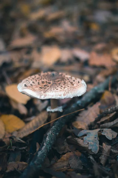 Champiñones en un bosque de otoño en la naturaleza con un fondo borroso . — Foto de Stock