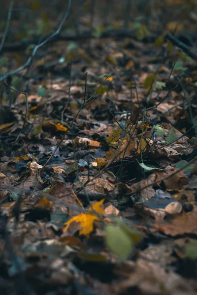 Arka plan bulanık sonbahar ormandaki kuru yapraklar. — Stok fotoğraf
