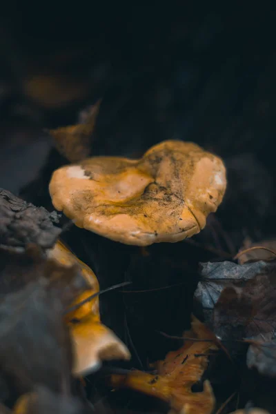 Pilze in einem herbstlichen Wald in der Natur mit verschwommenem Hintergrund. — Stockfoto