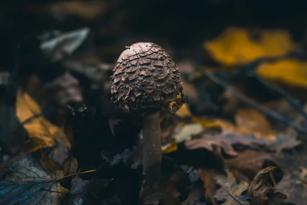 Cogumelos em uma floresta de outono na natureza com um fundo embaçado . — Fotografia de Stock