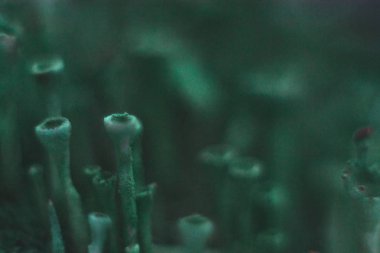 Bir yosun makro planda kuru eski güdük.