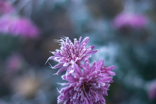 冬日霜中的花朵. — 图库照片