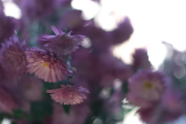 日光の下で背景をぼかした写真の花ダリア. — ストック写真