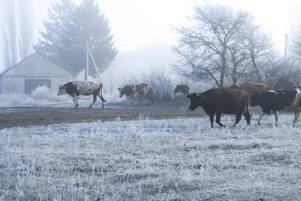 Winter landscape in the village. Cows go on a frosty morning road.