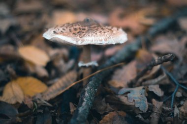 Bir sonbahar ormanda doğa ile arka plan bulanık ve mantar.