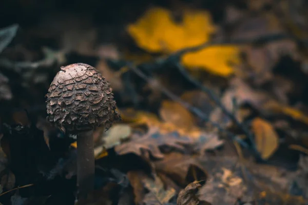 Champiñones en un bosque de otoño en la naturaleza con un fondo borroso . — Foto de Stock