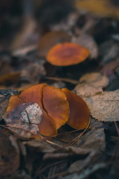 Грибы в осеннем лесу на природе с размытым фоном . — стоковое фото