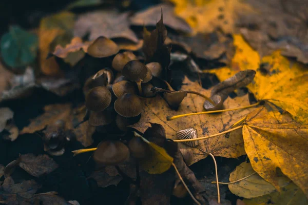 Cogumelos em uma floresta de outono na natureza com um fundo embaçado . — Fotografia de Stock