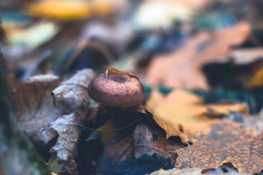 Bir sonbahar ormanda doğa ile arka plan bulanık ve mantar.