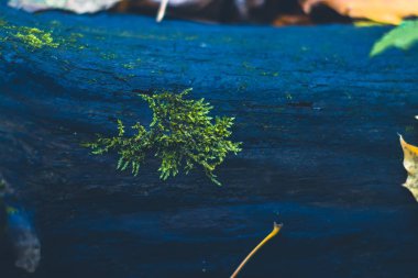 Sonbahar ormanındaki bir kütükte yosun..