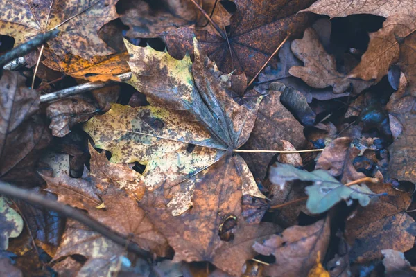 Arka plan bulanık sonbahar ormandaki kuru yapraklar. — Stok fotoğraf