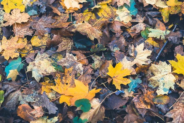 Сухие листья в осеннем лесу на размытом фоне . — стоковое фото