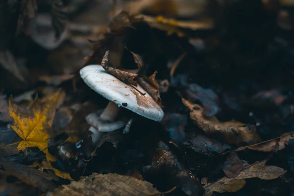 Funghi in una foresta autunnale in natura con uno sfondo sfocato . — Foto Stock