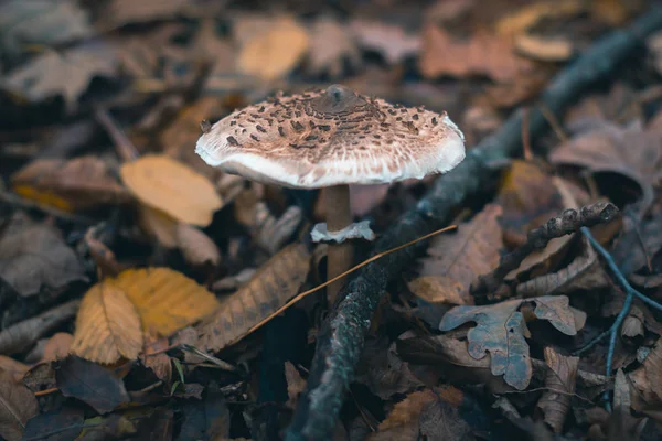 Champiñones en un bosque de otoño en la naturaleza con un fondo borroso . — Foto de Stock