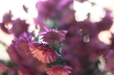 Güneş ışığı altında arka plan bulanık ile çiçek açması dahlias.