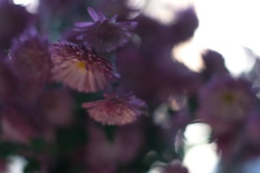 Güneş ışığı altında arka plan bulanık ile çiçek açması dahlias.