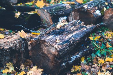 Sonbahar ormanındaki bir kütükte yosun..