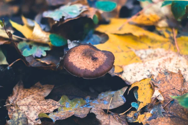 Грибы в осеннем лесу на природе с размытым фоном . — стоковое фото