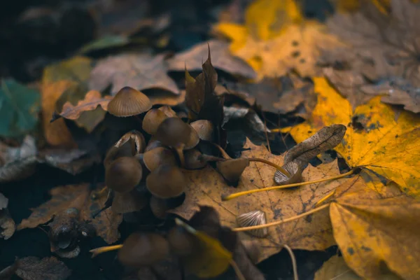 Funghi in una foresta autunnale in natura con uno sfondo sfocato . — Foto Stock