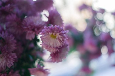 Güneş ışığı altında arka plan bulanık ile çiçek açması dahlias.
