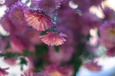 Güneş ışığı altında arka plan bulanık ile çiçek açması dahlias.