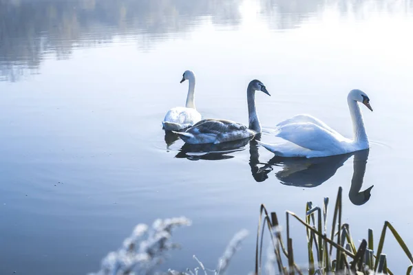 Cisnes na lagoa em uma manhã gelada de inverno . — Fotografia de Stock