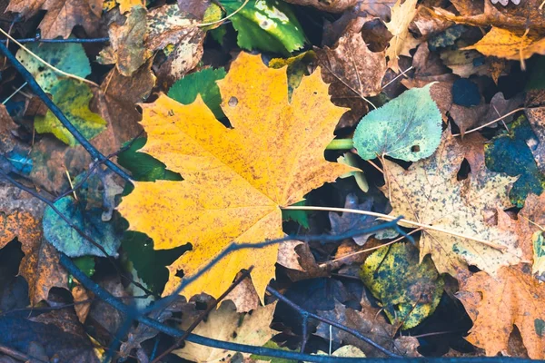 Folhas secas na floresta de outono em um fundo desfocado . — Fotografia de Stock