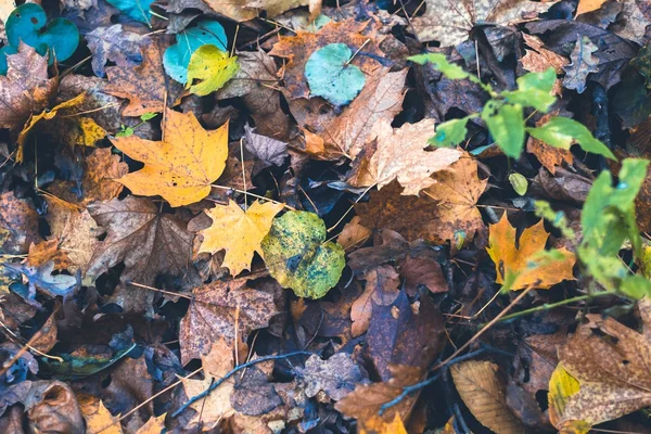 Hojas secas en el bosque de otoño sobre un fondo borroso . —  Fotos de Stock