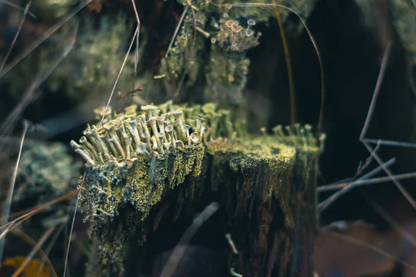 Sonbahar ormanındaki bir kütükte yosun.. — Stok fotoğraf