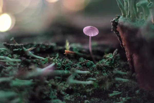 Pequeño hongo en un tocón macro en el bosque . — Foto de Stock