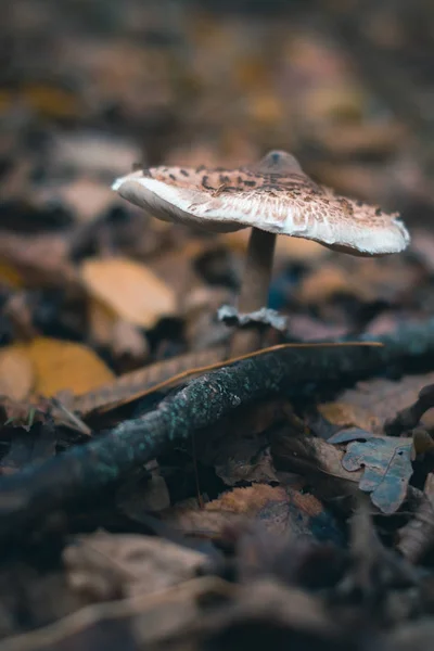 Funghi in una foresta autunnale in natura con uno sfondo sfocato . — Foto Stock