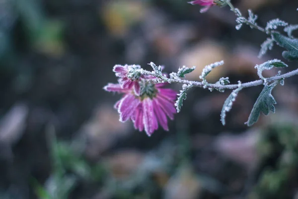 Flowers in the winter frosty morning in the frost. — Stock Photo, Image
