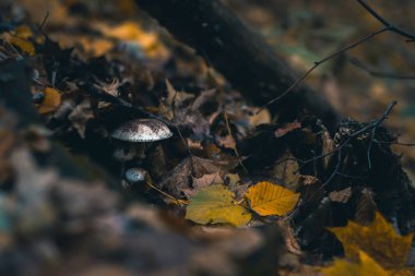 Bir sonbahar ormanda doğa ile arka plan bulanık ve mantar.