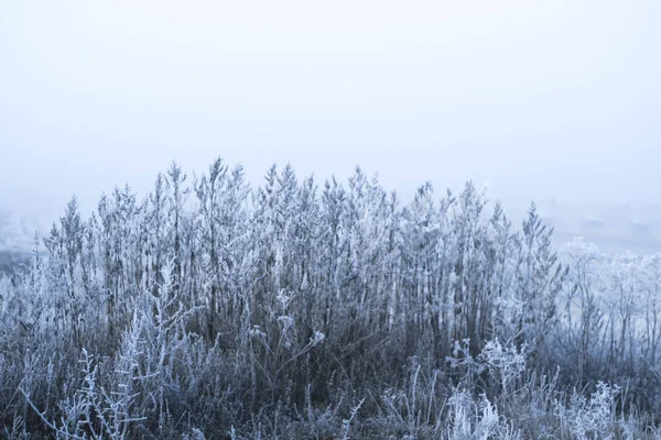 Un matin glacial. Herbe dans un gel avec un fond flou . — Photo