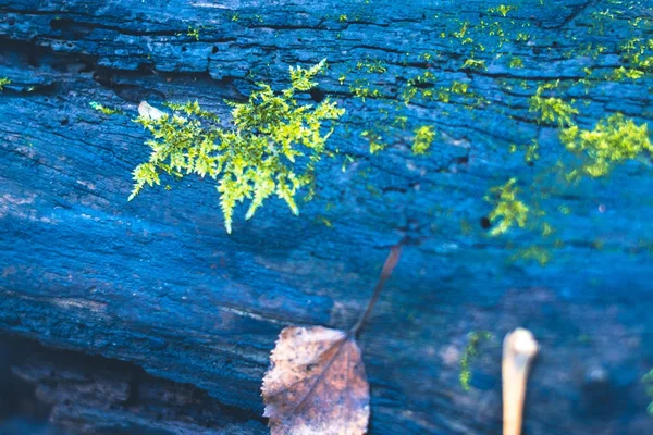 Musgo en un tocón en el bosque de otoño. —  Fotos de Stock