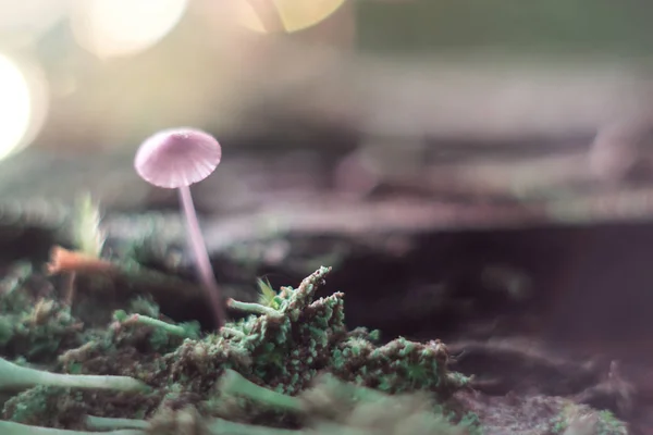 Маленький гриб на пне макро в лесу . — стоковое фото