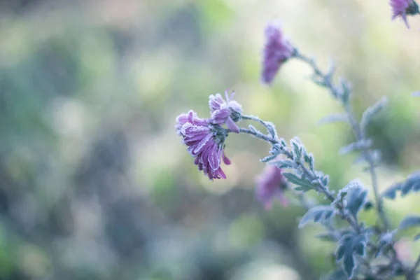 Квіти в зимовий морозний ранок на морозі . — стокове фото