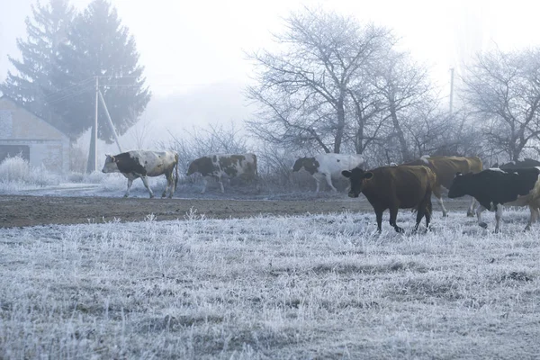 Winter landscape in the village. Cows go on a frosty morning road.