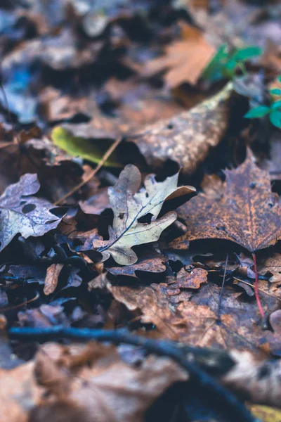 Hojas secas en el bosque de otoño sobre un fondo borroso . —  Fotos de Stock
