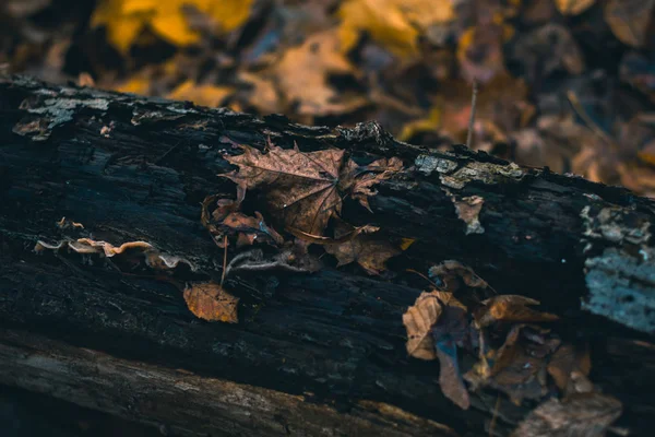 Száraz levelei az őszi erdő egy elmosódott háttér. — Stock Fotó