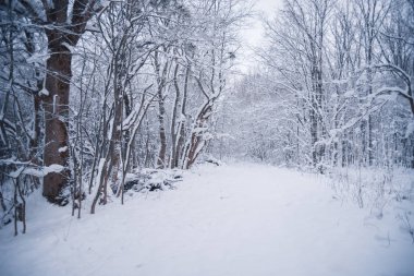 Karla kaplı orman bir kış gününde