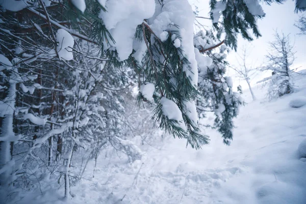 Floresta coberta de neve em um dia de inverno — Fotografia de Stock