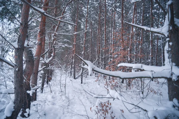 Floresta coberta de neve em um dia de inverno — Fotografia de Stock