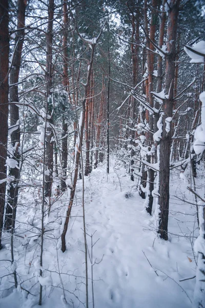 Forêt enneigée un jour d'hiver — Photo