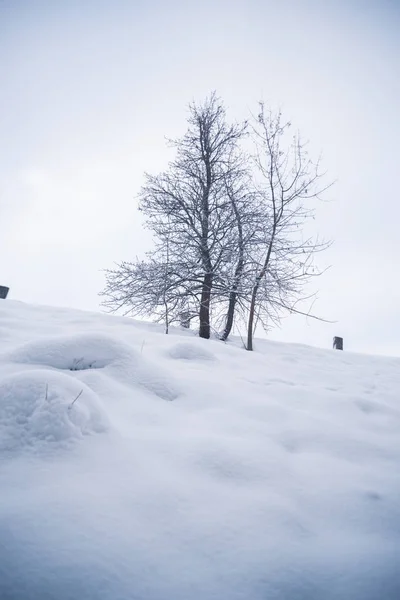 Karla kaplı orman bir kış gününde — Stok fotoğraf