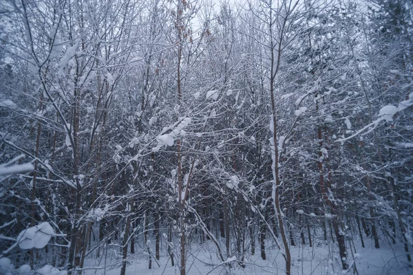 겨울 날에 눈 덮인 숲 — 스톡 사진